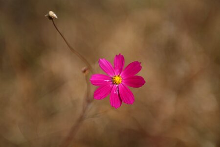 Cosmos field landscape nature photo