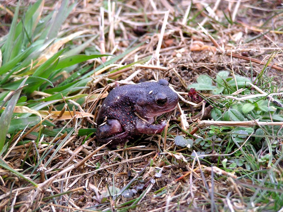 Eastern Spadefoot Toad