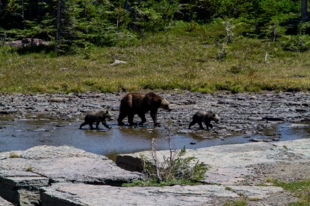 Grizzly sow with cubs
