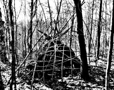 shelter in the woods photo