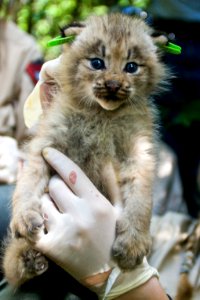 Canada Lynx kitten photo
