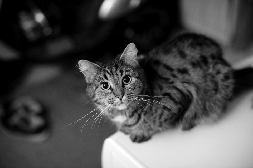Cats-eyes pupils face