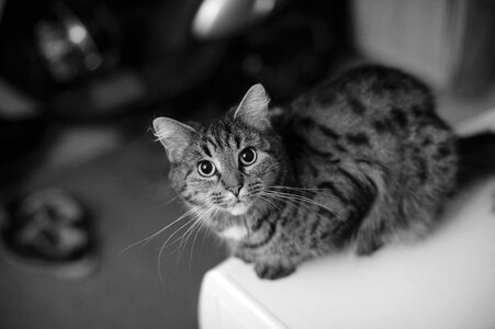 Cats-eyes pupils face