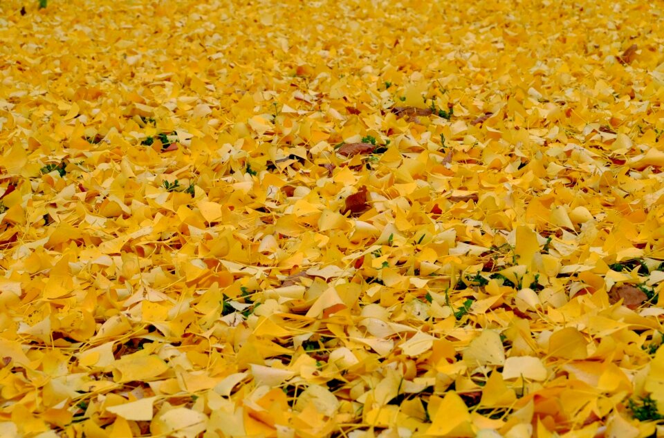 Yellow fall foliage carpet