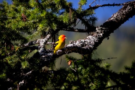 Western Tanager (Piranga ludoviciana)