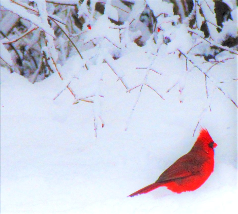 shy cardinal photo