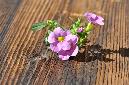 Bloom pink plant photo