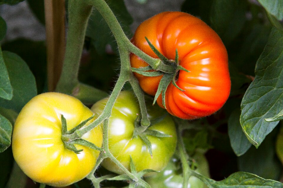 Red green vegetables photo