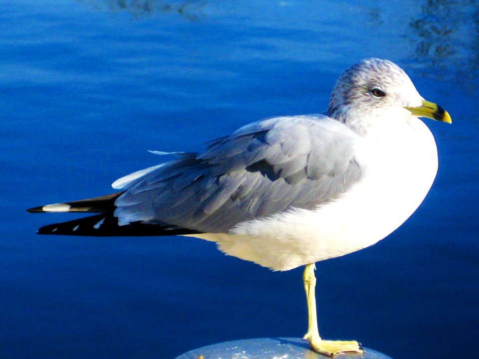 gaviota en equilibrio