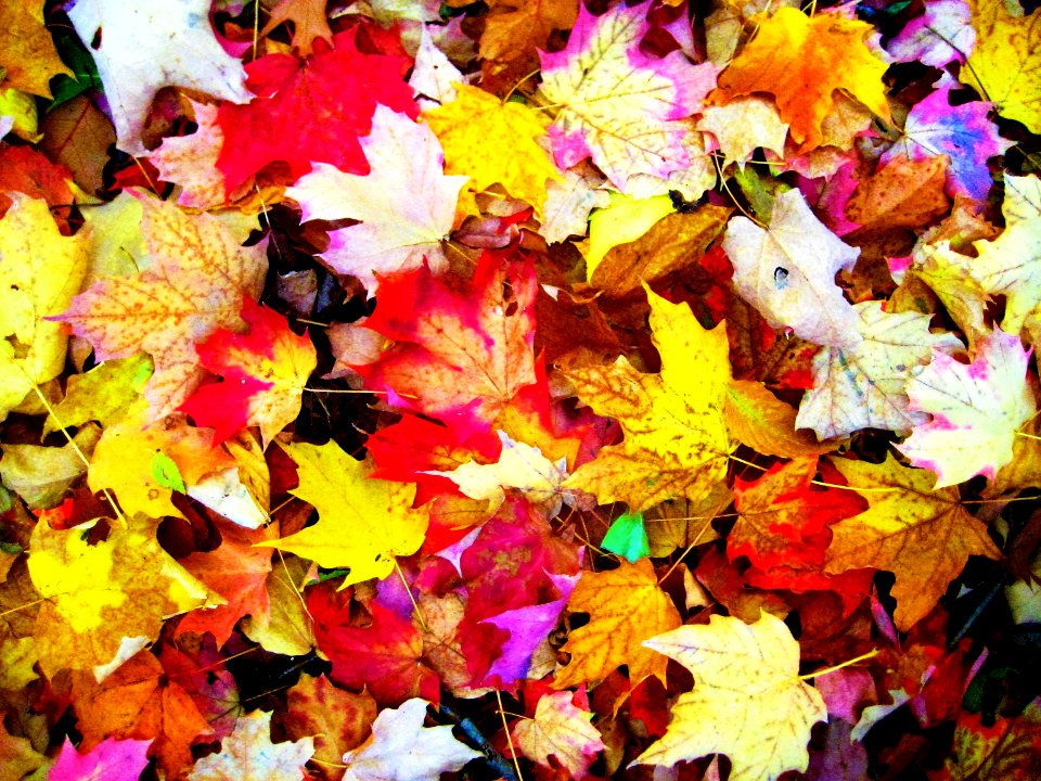 hojas de colores