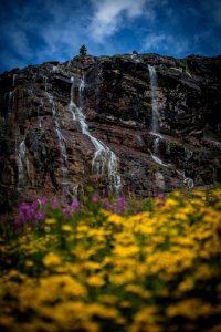 Flowers and Falls photo