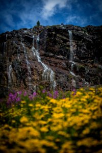 Flowers and Falls