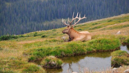 Deer rocky mountains america