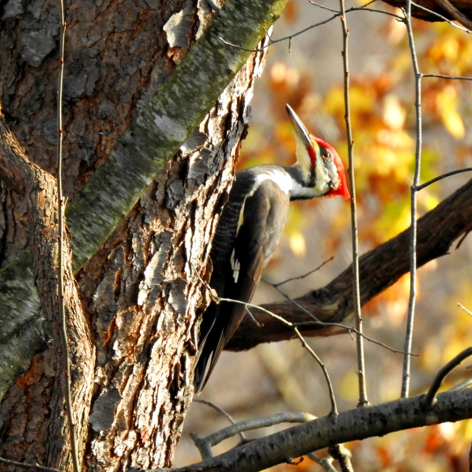 Pileated Woodpecker photo