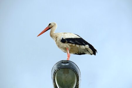 Animal birds meadow photo