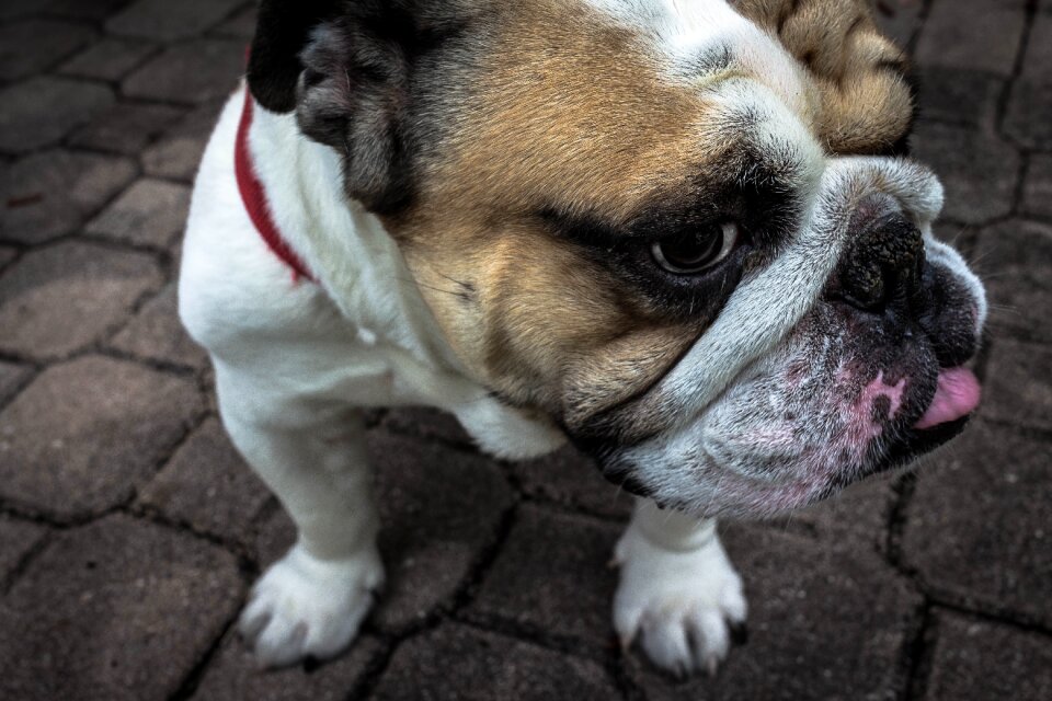 Pet animal canine