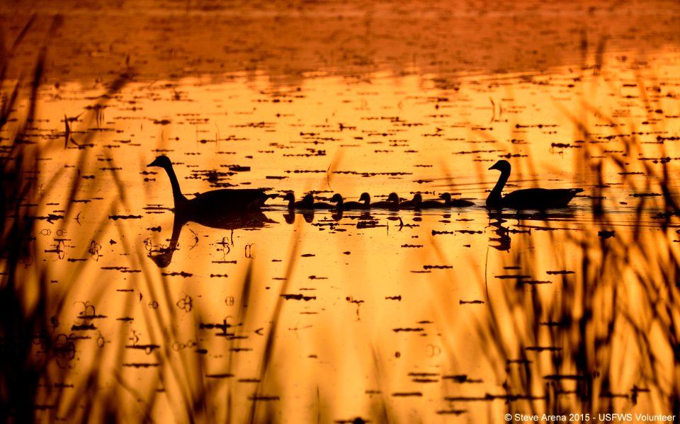 A Family of Canada Geese (Branta canadensis) at dawn in the Lower Pool