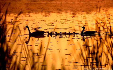 A Family of Canada Geese (Branta canadensis) at dawn in the Lower Pool