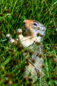 Columbia Ground Squirrel- Seed Happy
