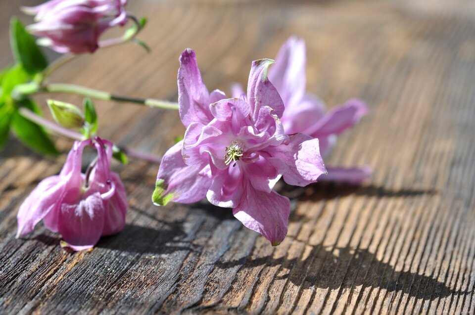 Flowers pink pastel