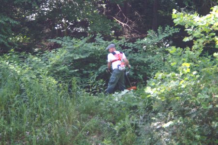 Treatment of Knotweed