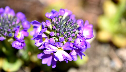 Bloom plant nature photo