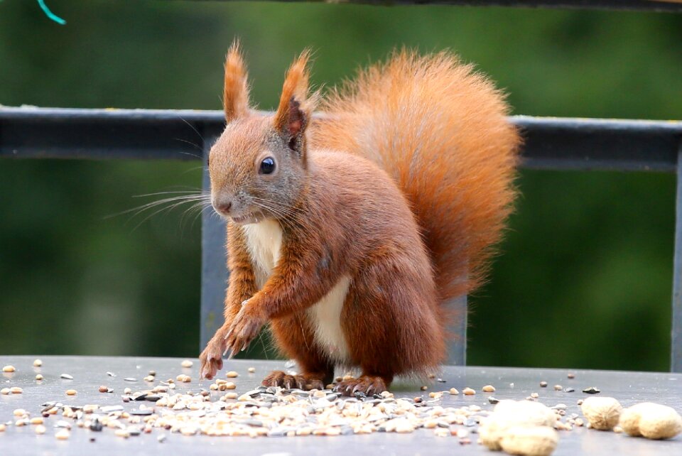 Nager rodent nature