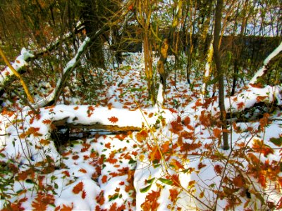 Autumn snow 1