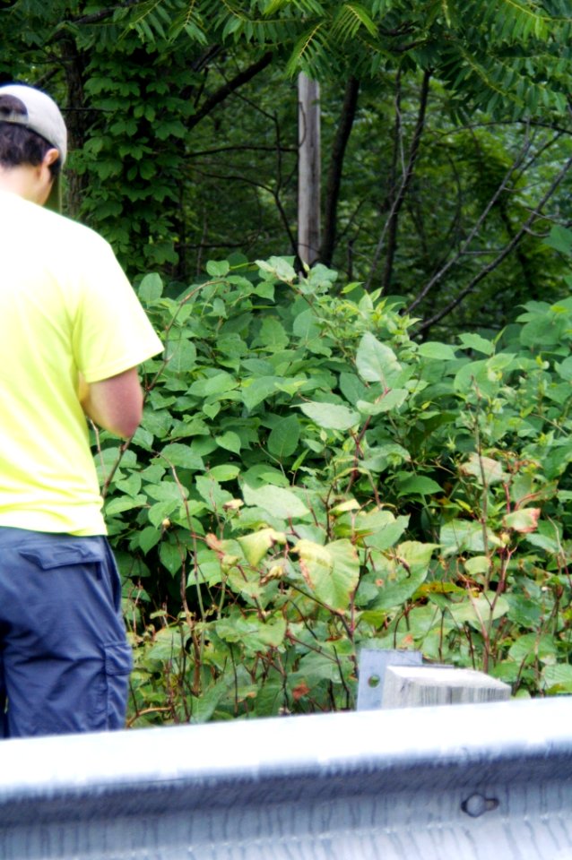 Expansion of Japanese Knotweed