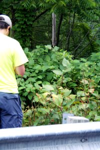 Expansion of Japanese Knotweed photo