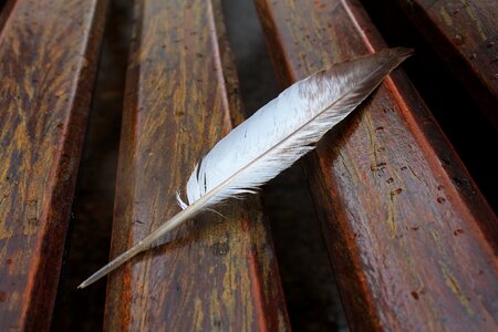 Wing fuzz plumage