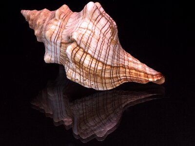 Shell glass reflection macro photo