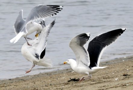 Photo of the Week - Gulls fighting over crab (RI) photo
