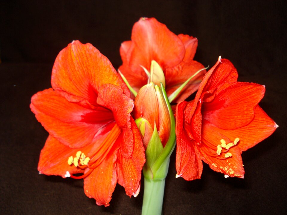 Red flower red flower