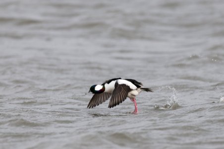 Bufflehead photo