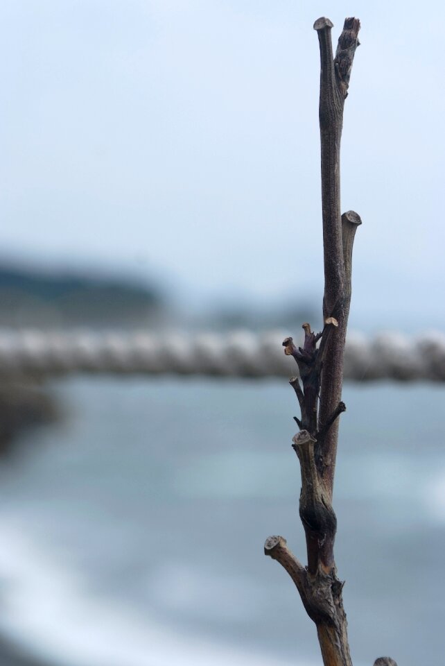 Wood twig sea