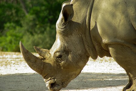 Rhinoceros horns wild animal photo