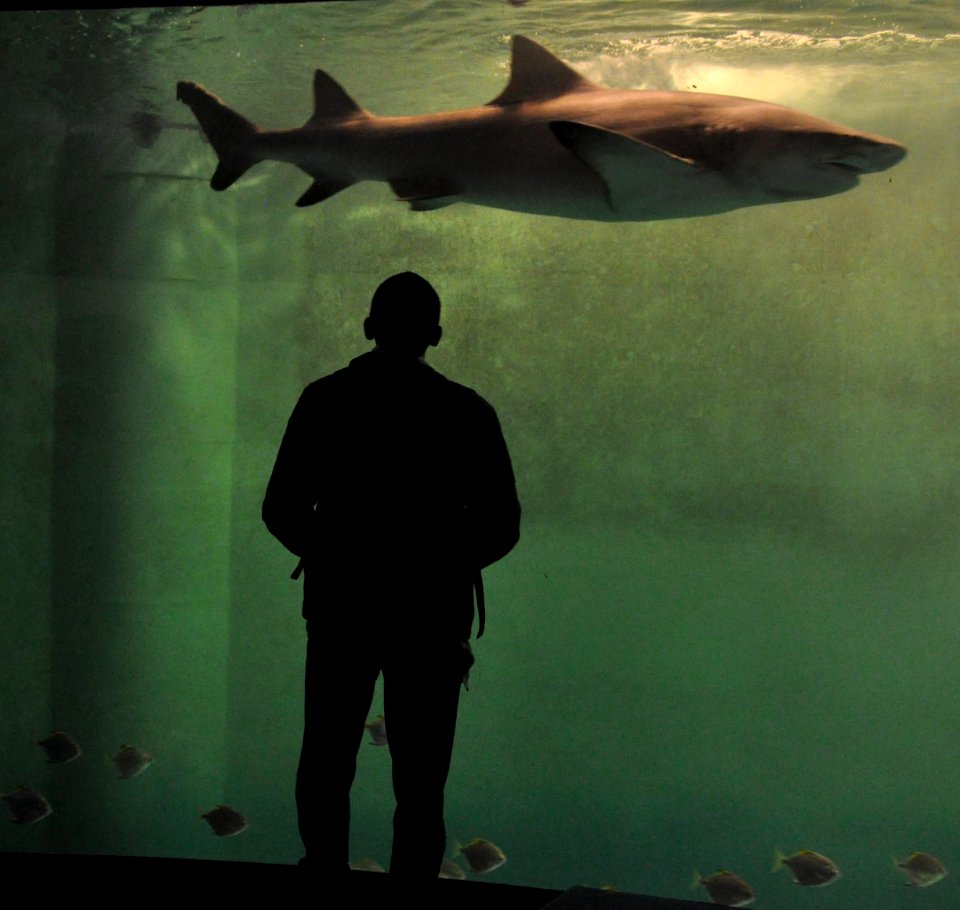 Warly & Shark - Aquarium - Saint Malo