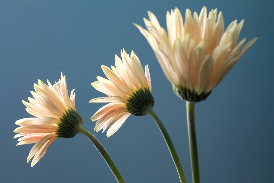 Gerbera ornamental nature