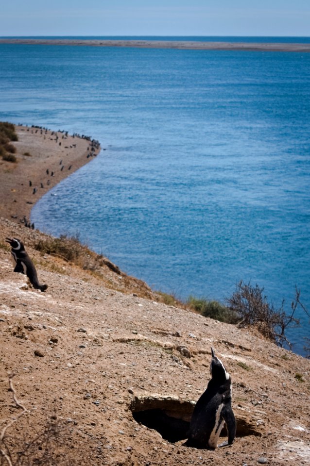 Penguins - Península Valdés - Argentina