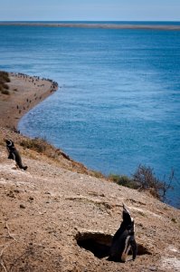 Penguins - Península Valdés - Argentina photo