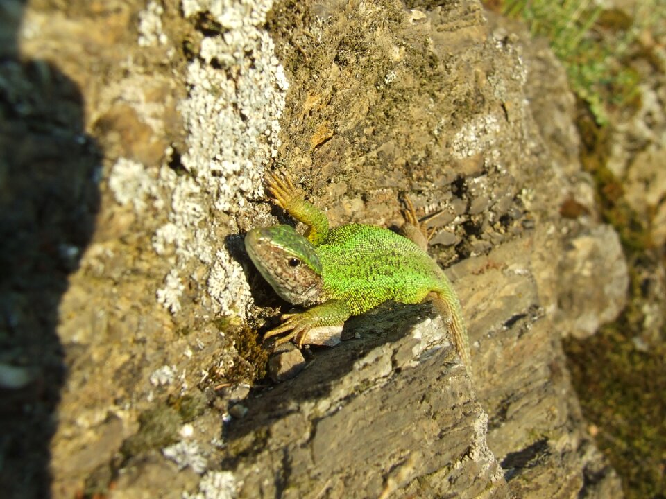 Reptile animal nature
