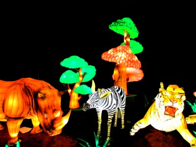 night in the jungle