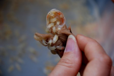 Madison Cave isopods devouring shrimp bait photo