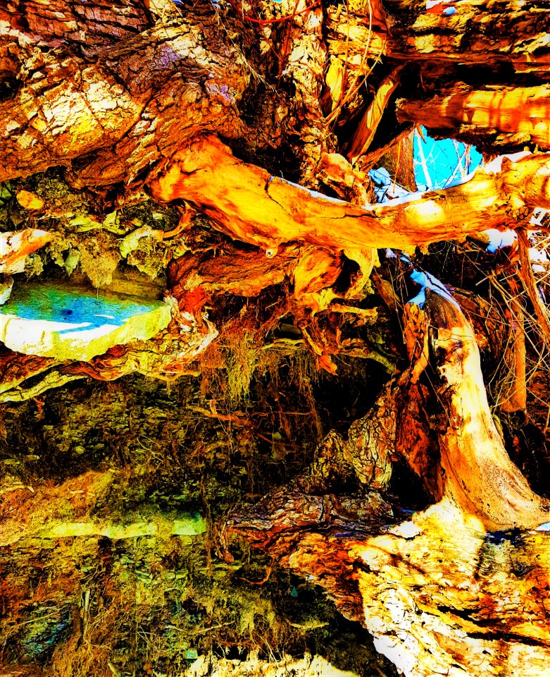 roots & sky