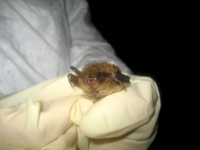 Bat survey in Ohio - 03/18/2011