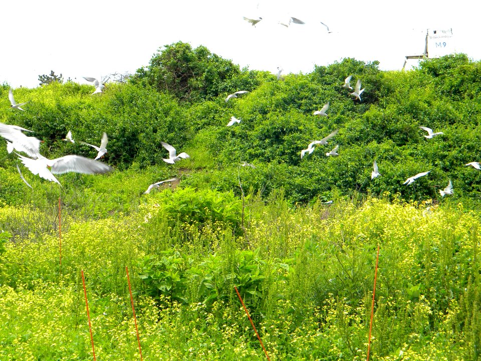 Great Gull Island, NY