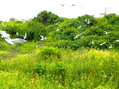 Great Gull Island, NY