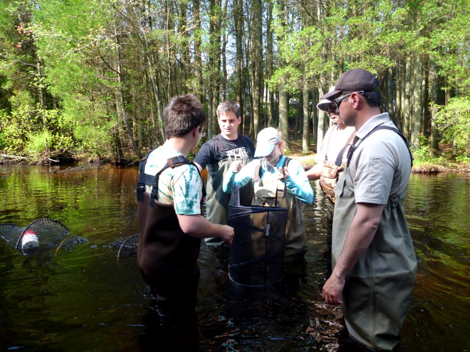 Fish monitoring of the Westecunk Creek barrier removal project