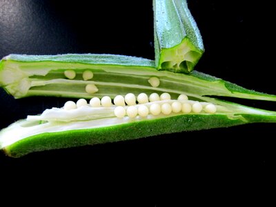 Okra okra results health